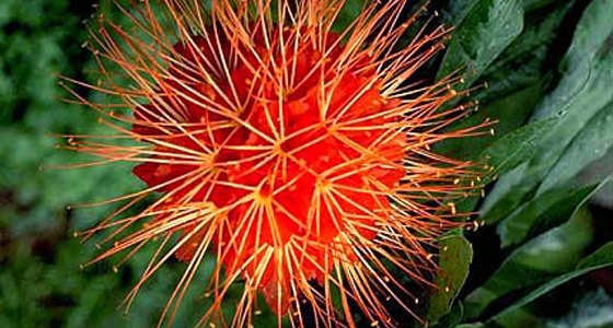 Image Alt Text